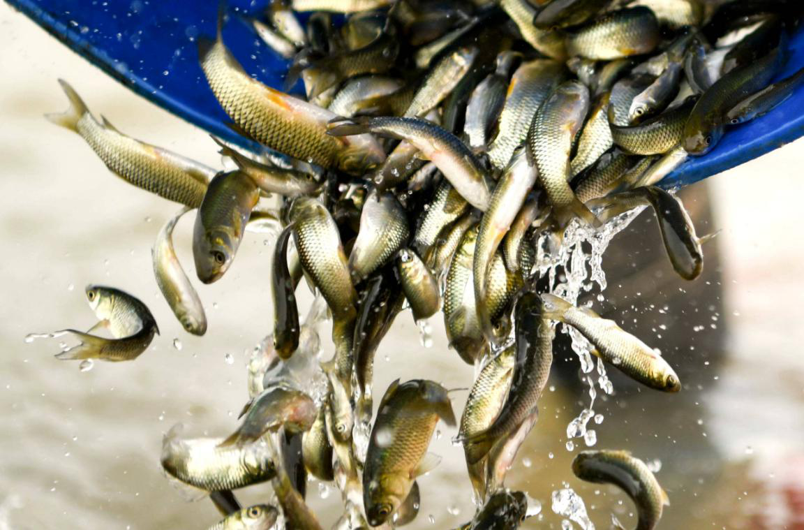 安徽铜陵250万尾鱼苗投放长江