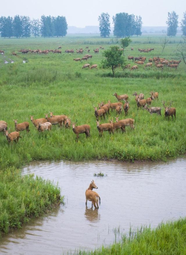 月  日,一群麋鹿在石首麋鹿国家级自然保护区内活动.