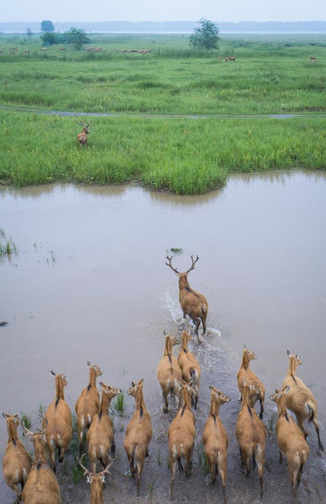 月  日,一群麋鹿在石首麋鹿国家级自然保护区内活动.