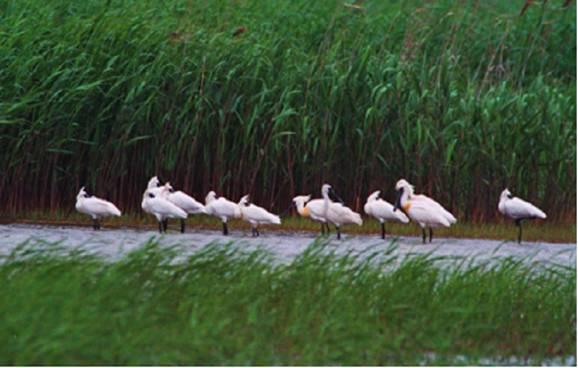东滩鸟类国家级自然保护区